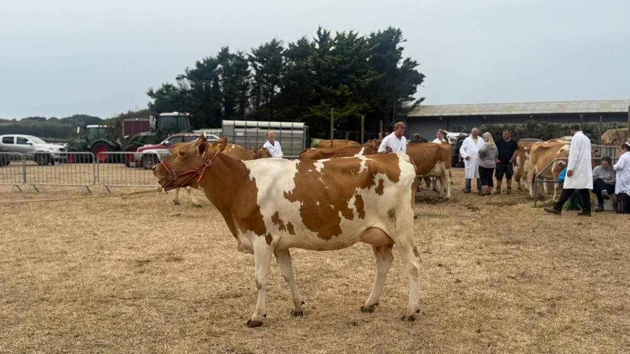 Brown and white cattle outside. There are people in white coats walking around. The gras is brown. There are cars and tractors in the background. There are green trees in the background. The sky is grey. 