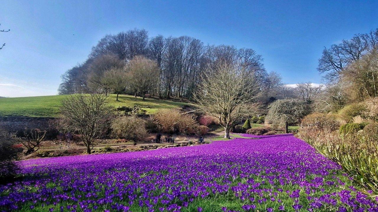 A swathe of purple crocuses with trees and a green field in the background and bright blue sky 