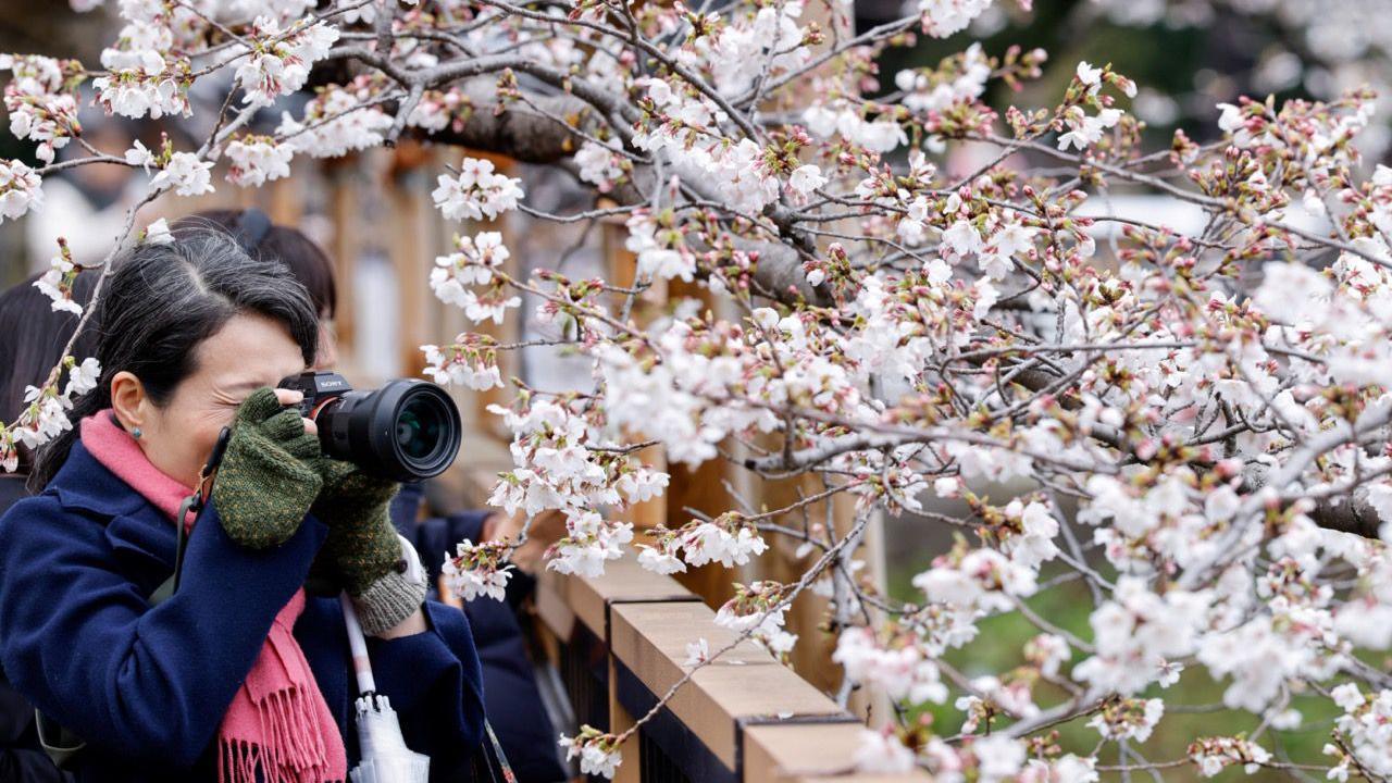 People from all over the world travel to Japan to cities, towns and villages to see the stunning pink and white sights. 