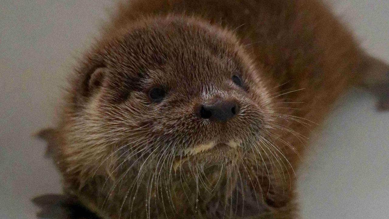 Brown Otter with his webbed feet sprawled out.