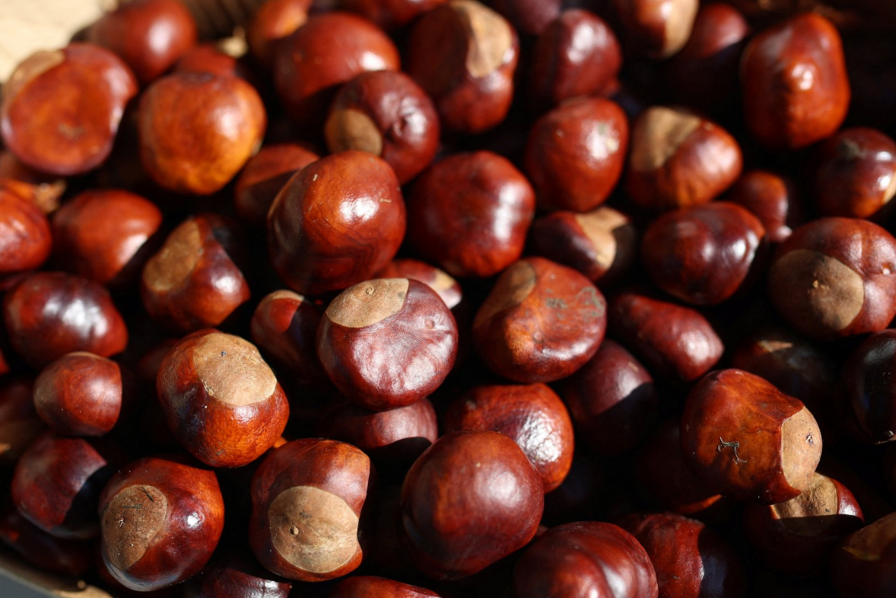 Dozens of conkers piled on each other