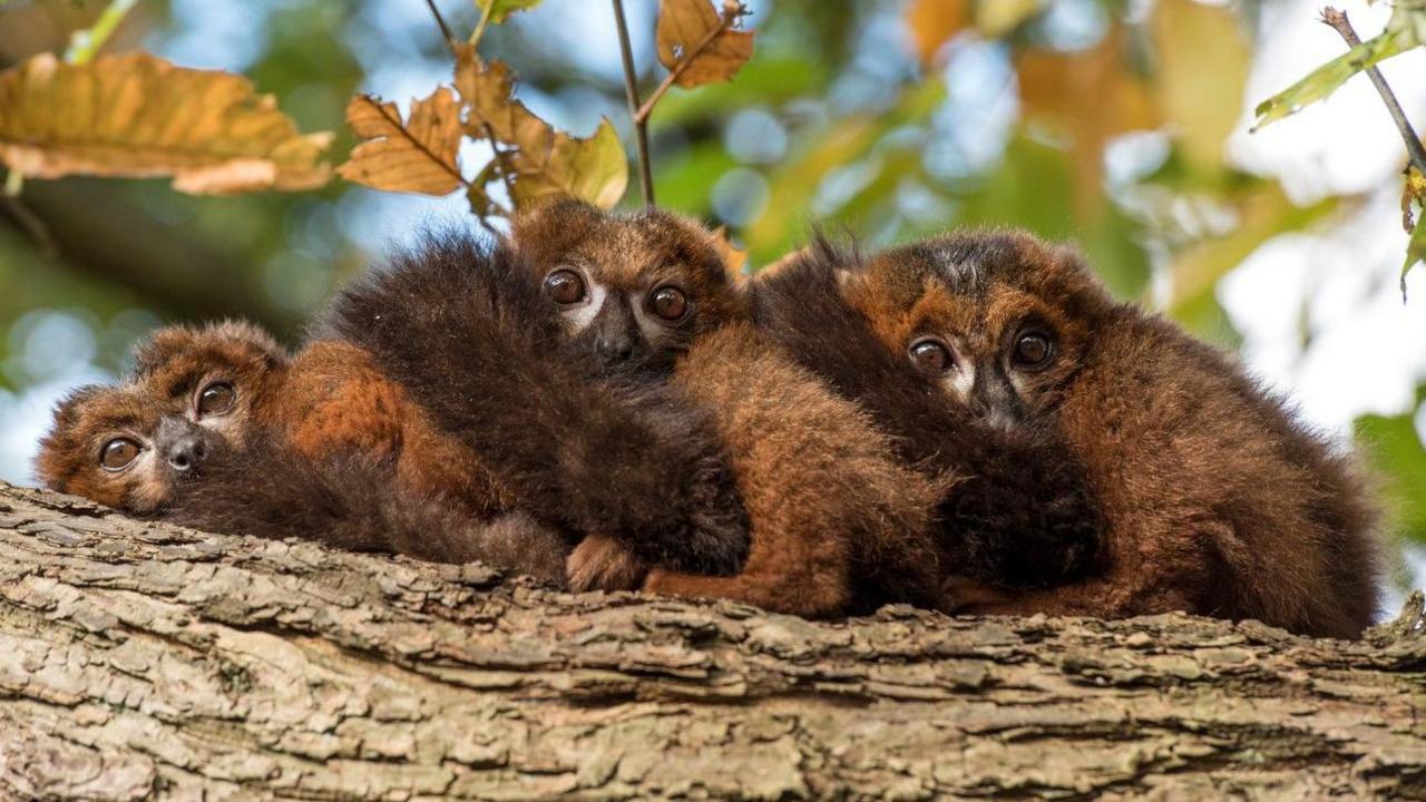 Three lemurs are resting together facing the camera. Branches are in the background.