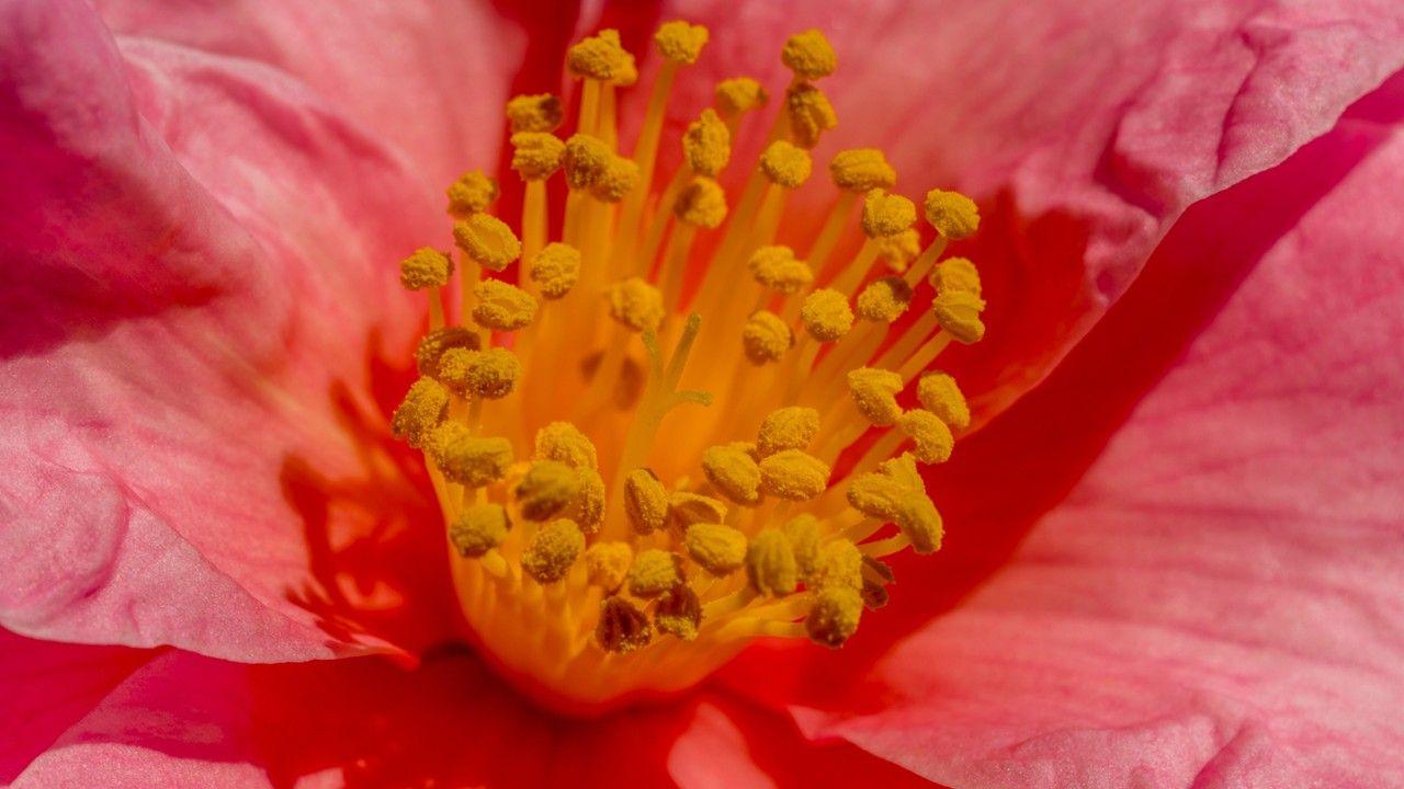 A close up of the yellow pollen stamens in a pink flower