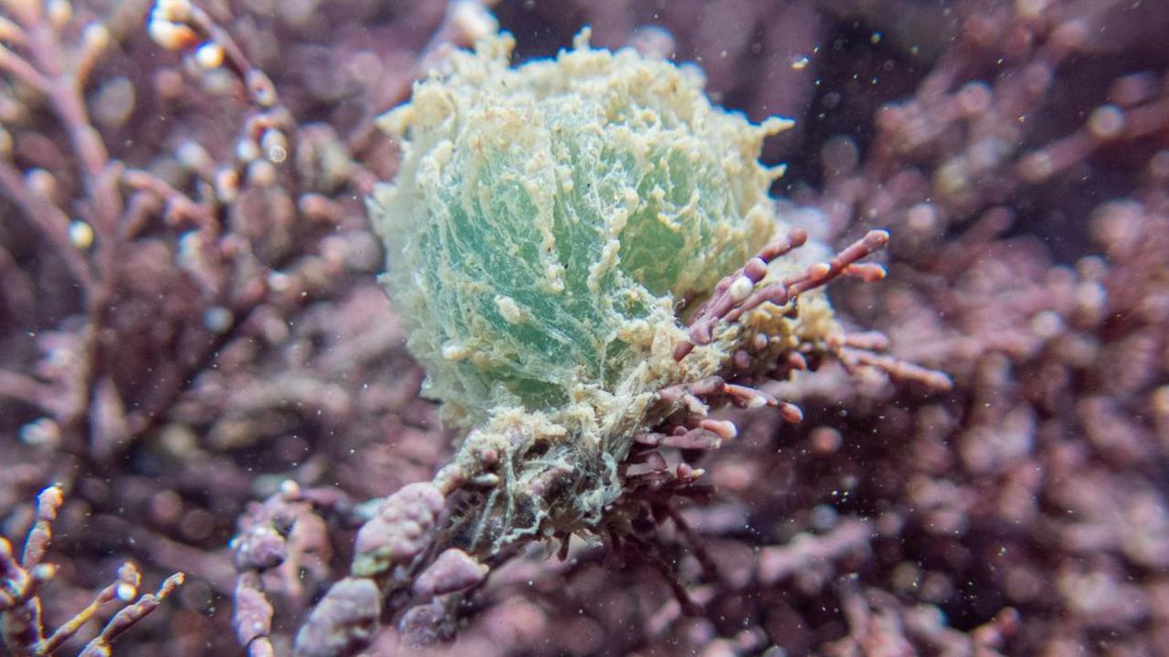 A light green egg with frothy white edges clinging to a purple stem in a rock pool. Blurred in the background are many other purple stems.