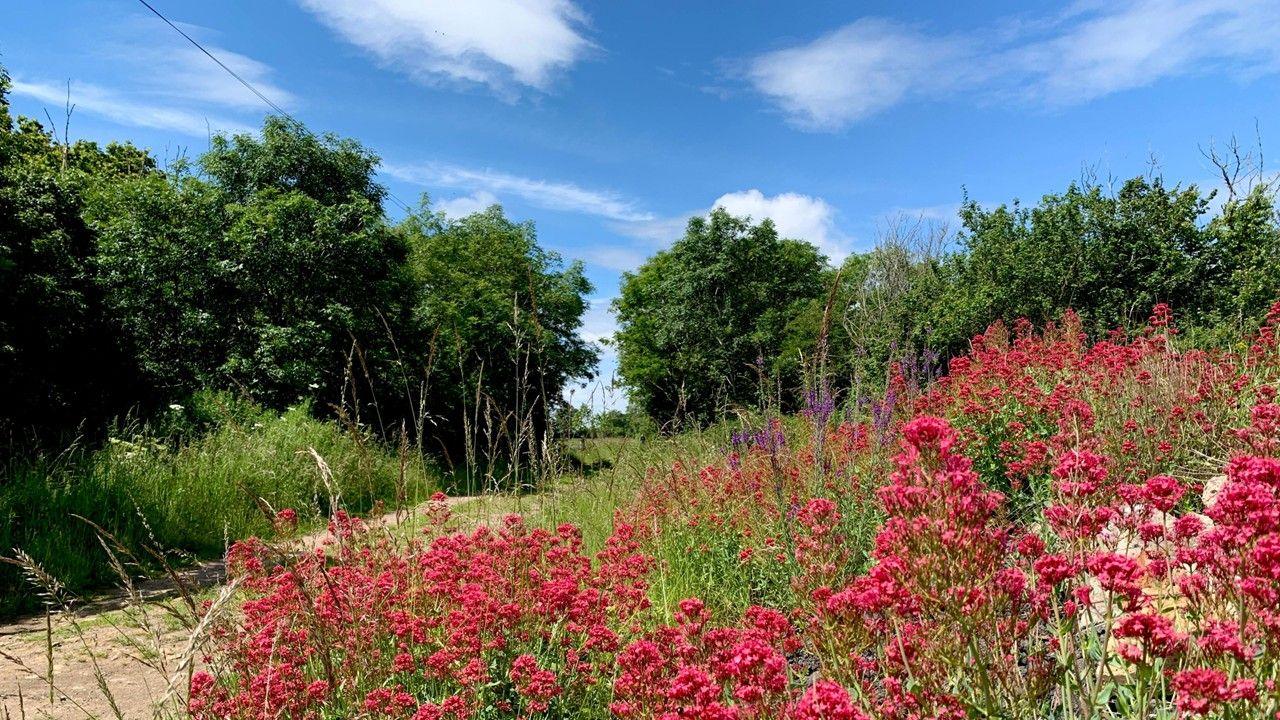 Red flowers and shrubs in front of a path way with trees and bright blue sky behind 