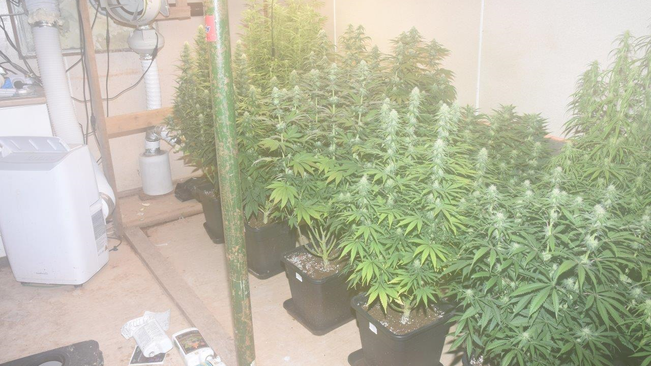 A photo of the cannabis plants