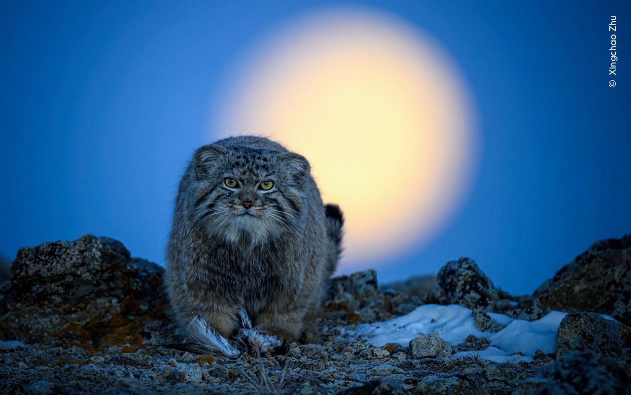 Pallas’s cat sitting with the moon in the bakground. 
