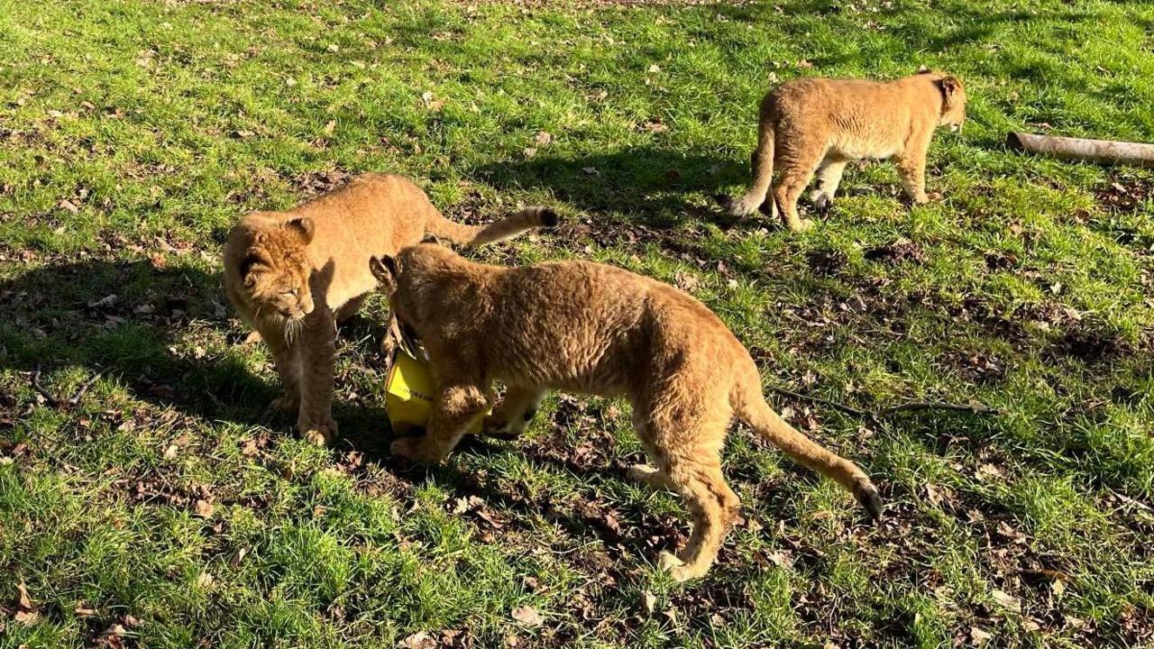 Three lion cubs on a patch of grass.