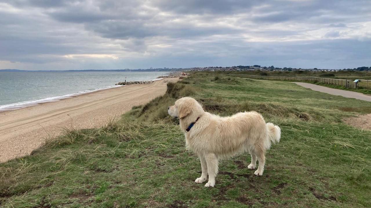 A dog is on a grassy bank above a beach looking out over the water. There are dark grey clouds in the sky on what looks like a chilly autumnal day by the sea