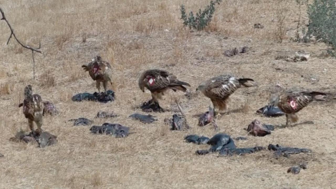 Five tagged young red kites on the ground eating