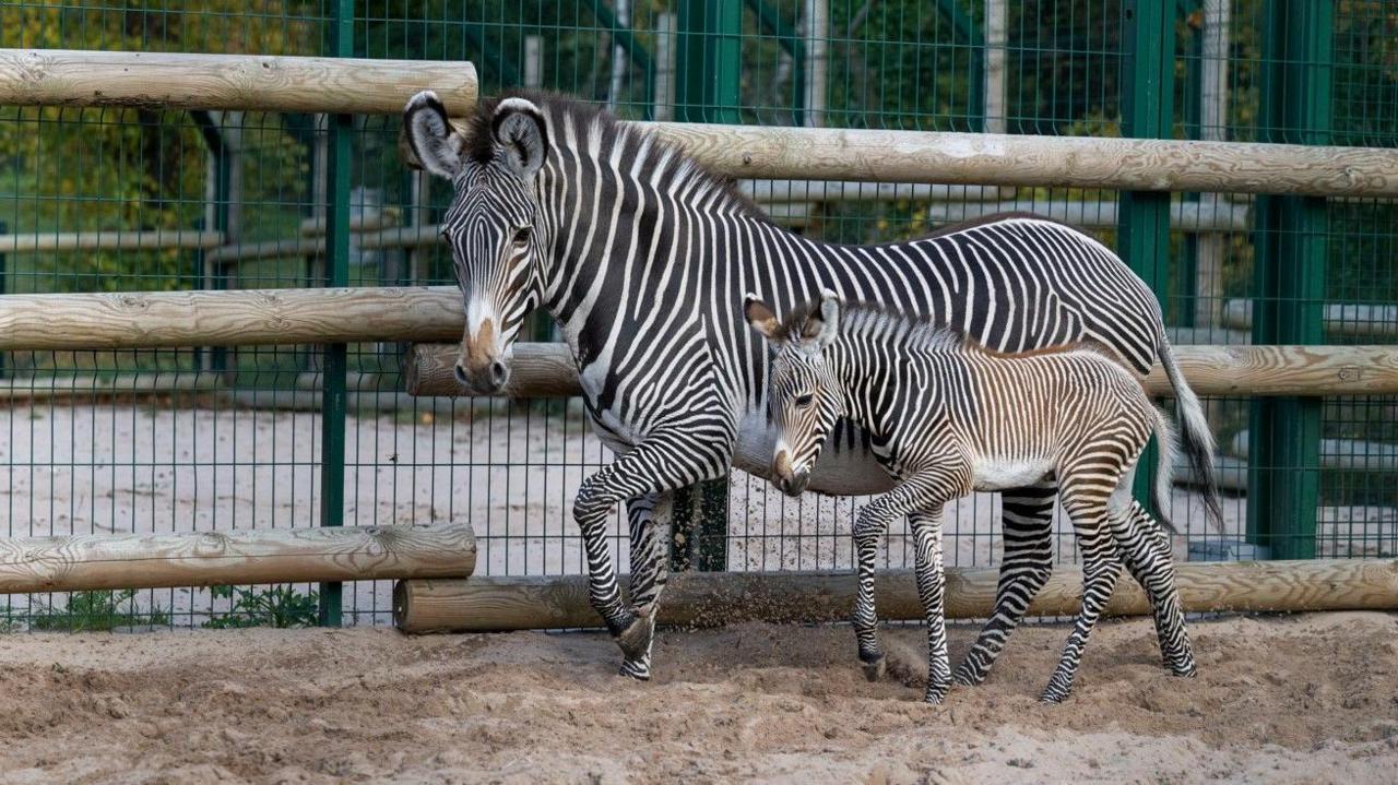 Manilow standing with another zebra near railings.