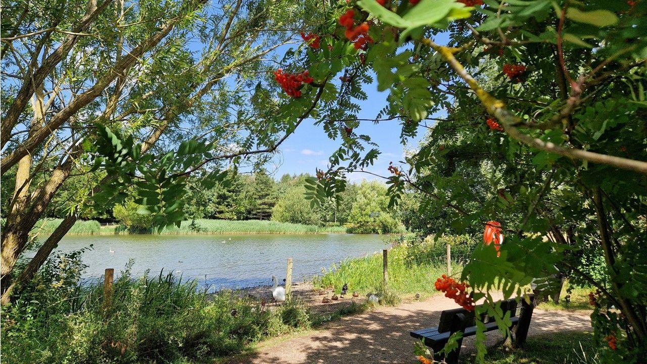A path in front of a lake with blue sky peaking between the branches of trees in the foreground