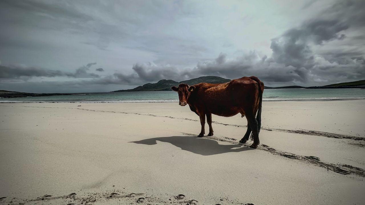 Vatersay cow