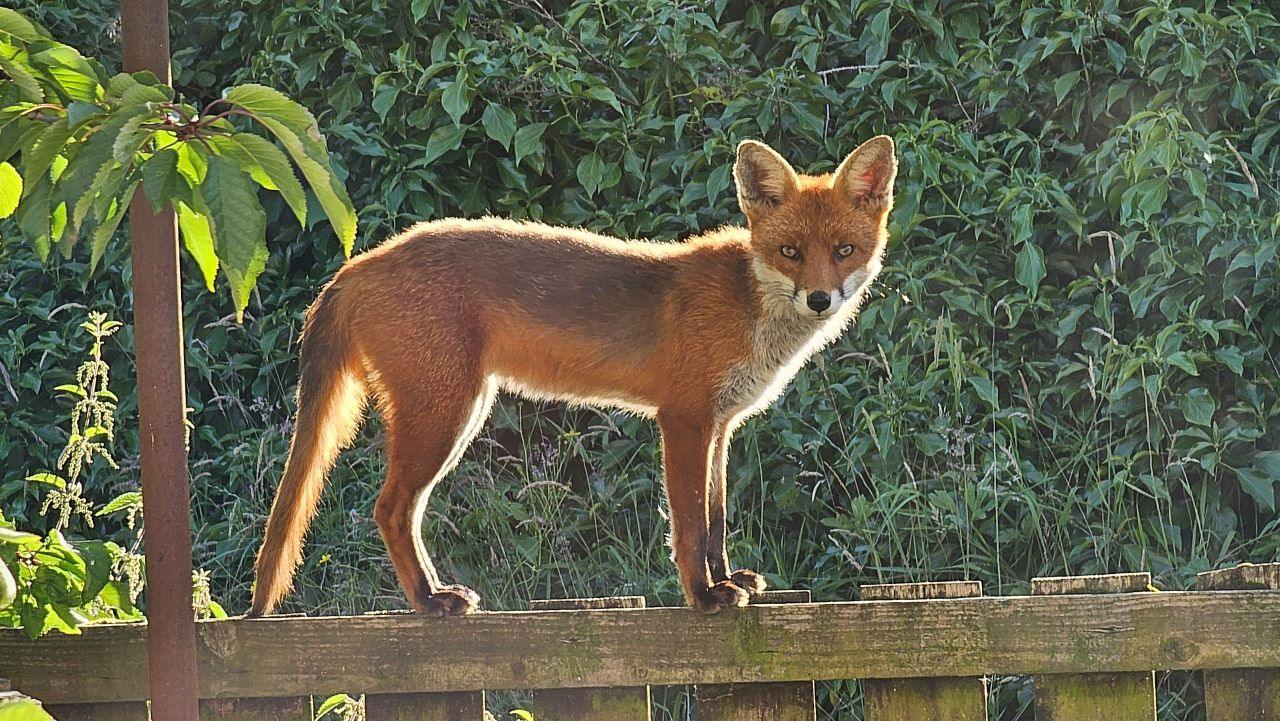 Baillieston fox