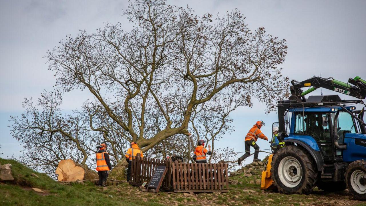 Preparatory work being carried out to move the Sycamore Gap tree in October