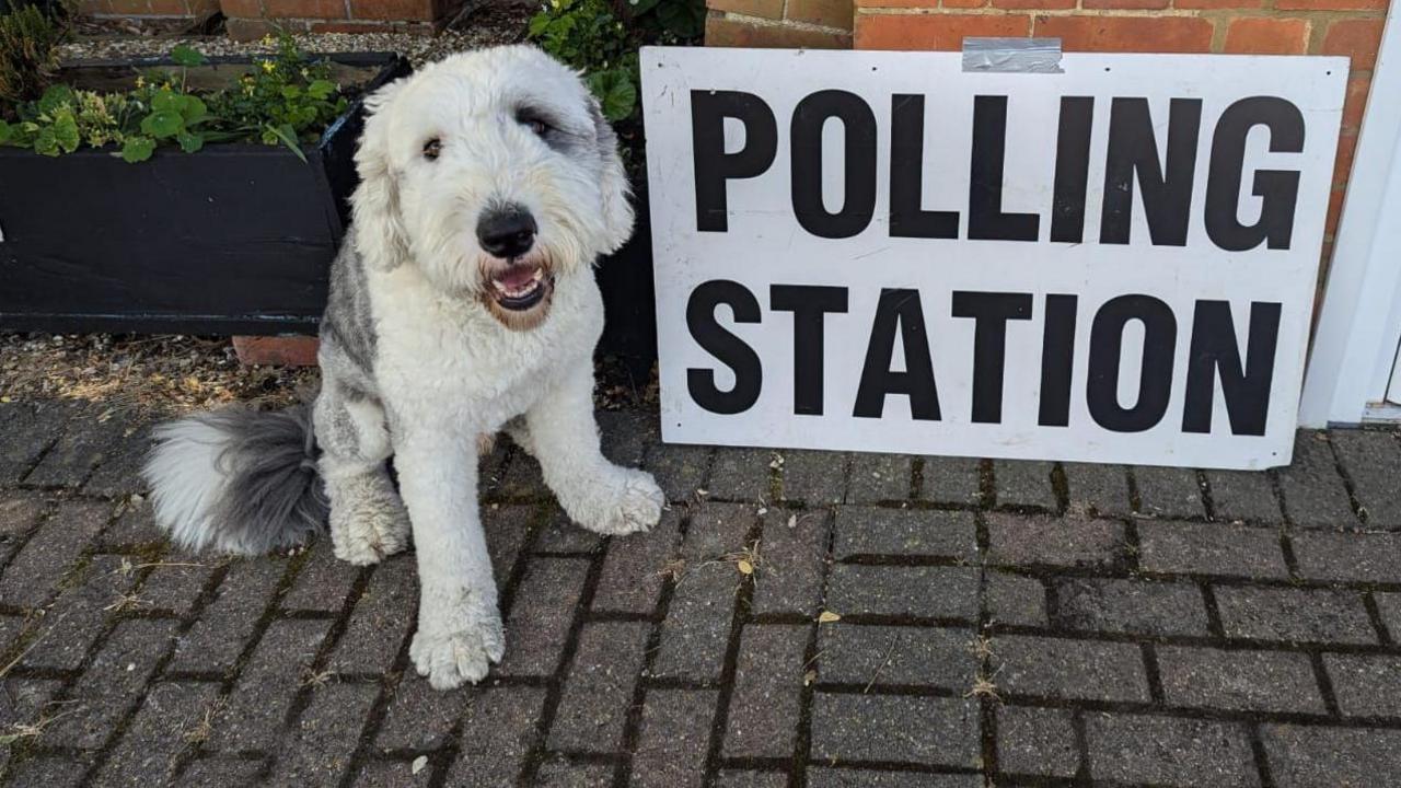 Maui the old English sheepdog 