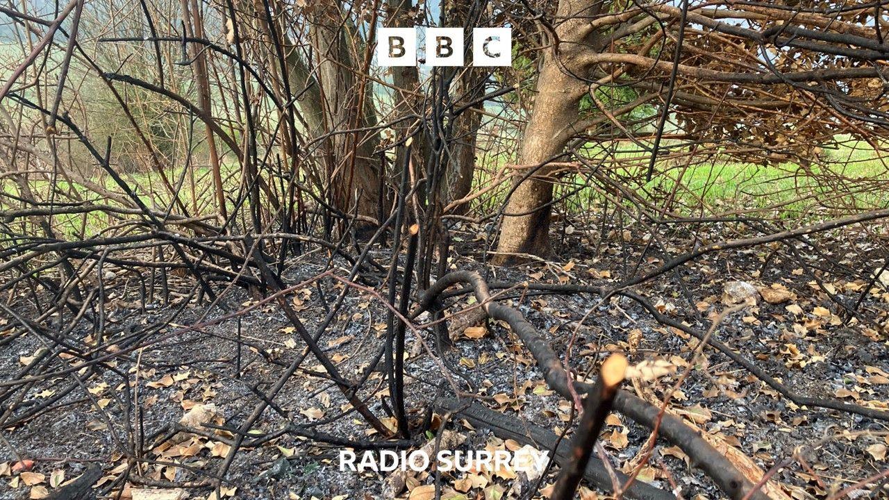 The burnt out section of a tree trunk with blackened branches and ash around the base of the tree.