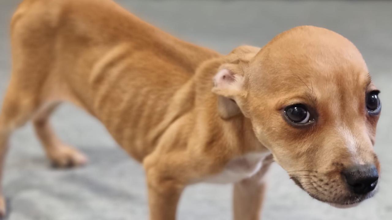 Abandoned puppy