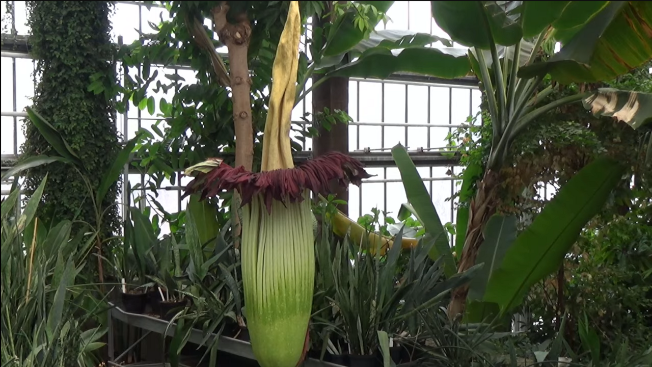 The plant in bloom at the Ghent Botanical Garden.