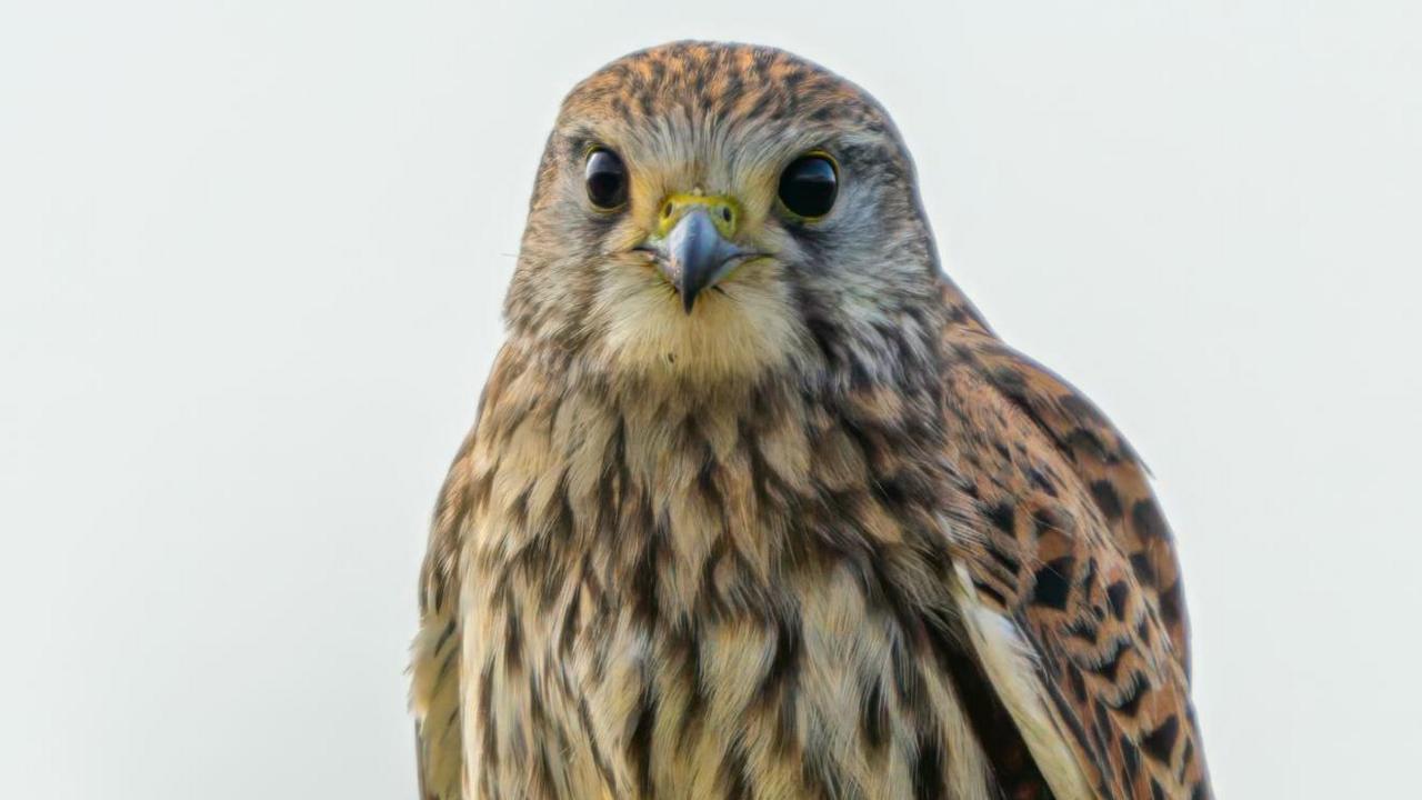 A kestrel, with large black eyes and ginger, black and white feathers looks straight at the camera.