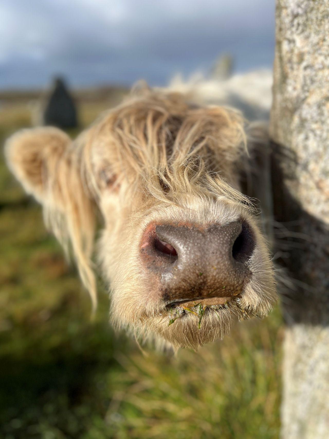 A Highland cow looks around the side of a large stone