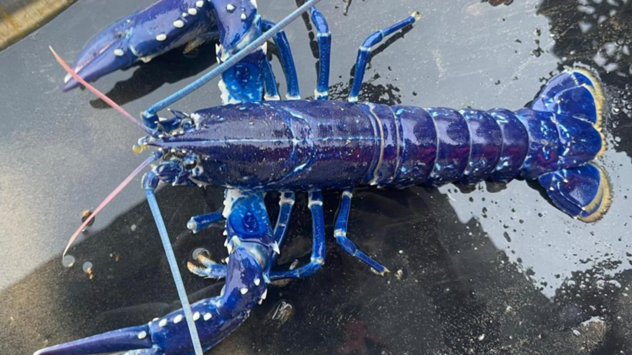 The picture shows a blue lobster resting on a dark, wet surface. It's quite striking due to its vibrant blue color with white spots on its claws and legs, two antennae, one pink and one blue and sSegmented body and a fan-shaped tail with yellow edges.