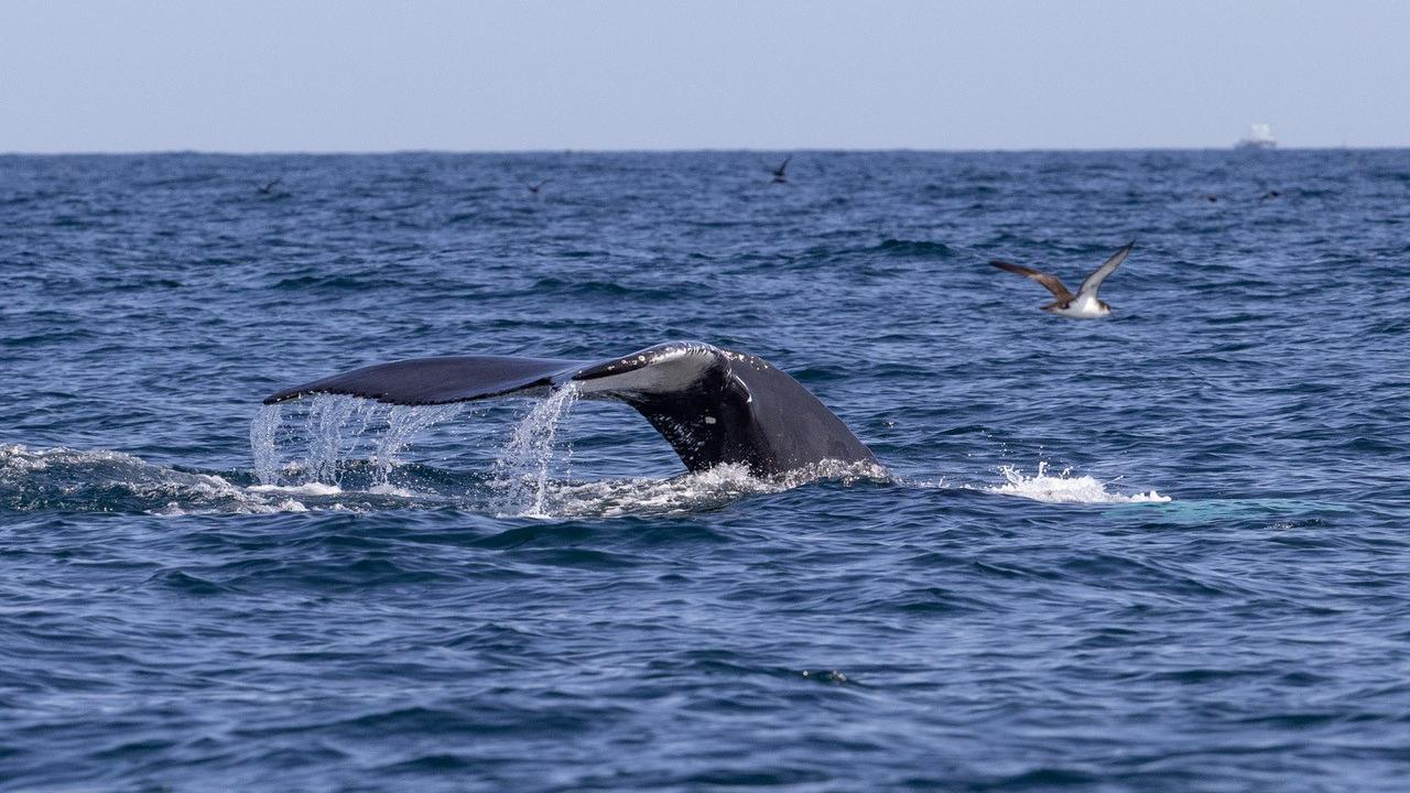 Humpback whale in Jersey waters