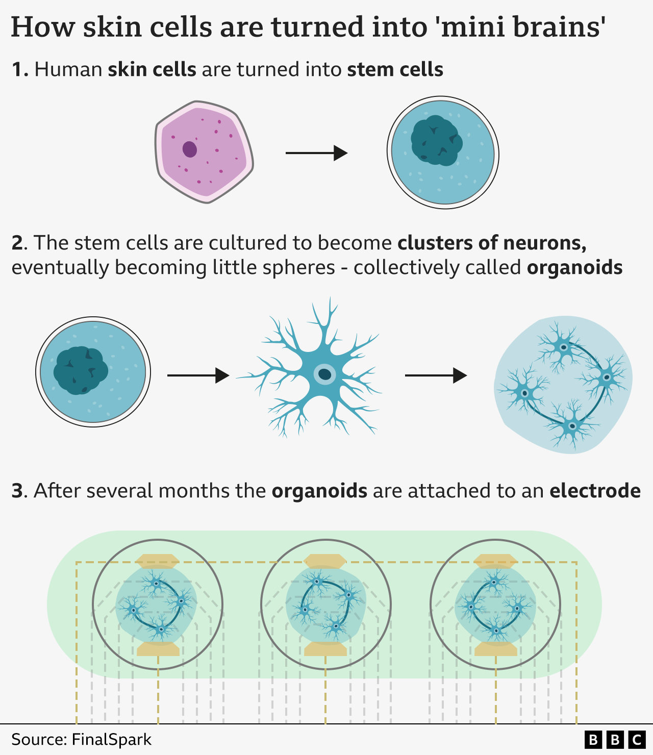 Graphic explaining how skin cells are turned into "mini brains," illustrating a three-step process: 1) human skin cells are turned into stem cells; 2) stem cells are cultured into neuron clusters forming organoids, and 3) organoids are connected to electrodes after several months. Source: FinalSpark