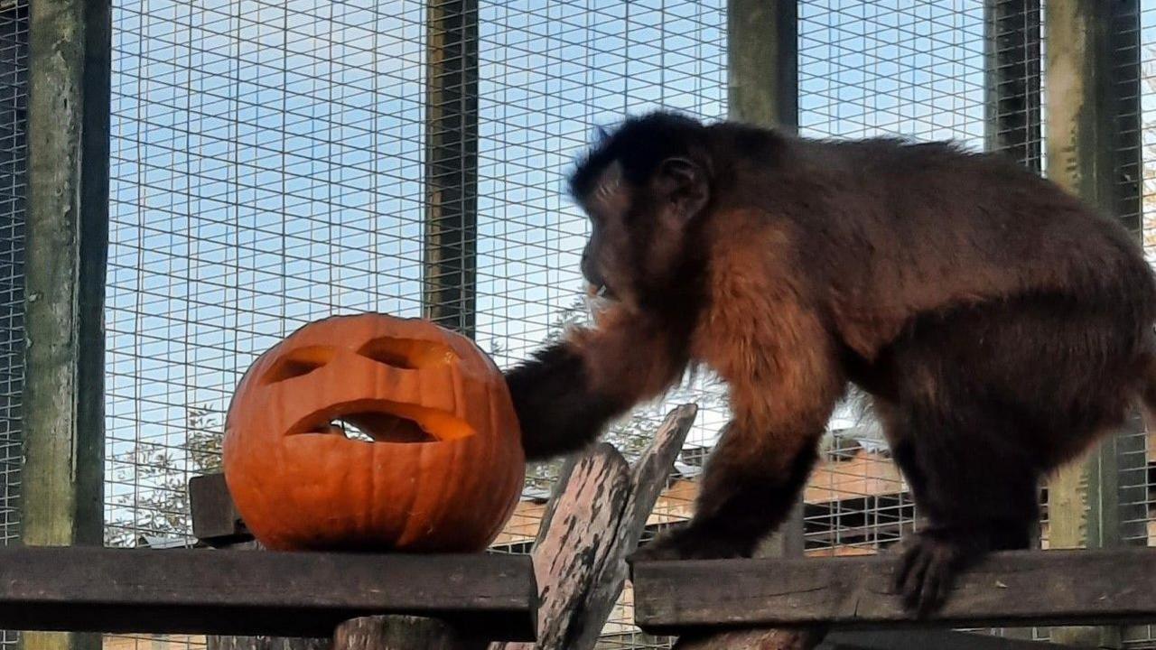 A monkey in an enclosure at Exotic Pet Refuge