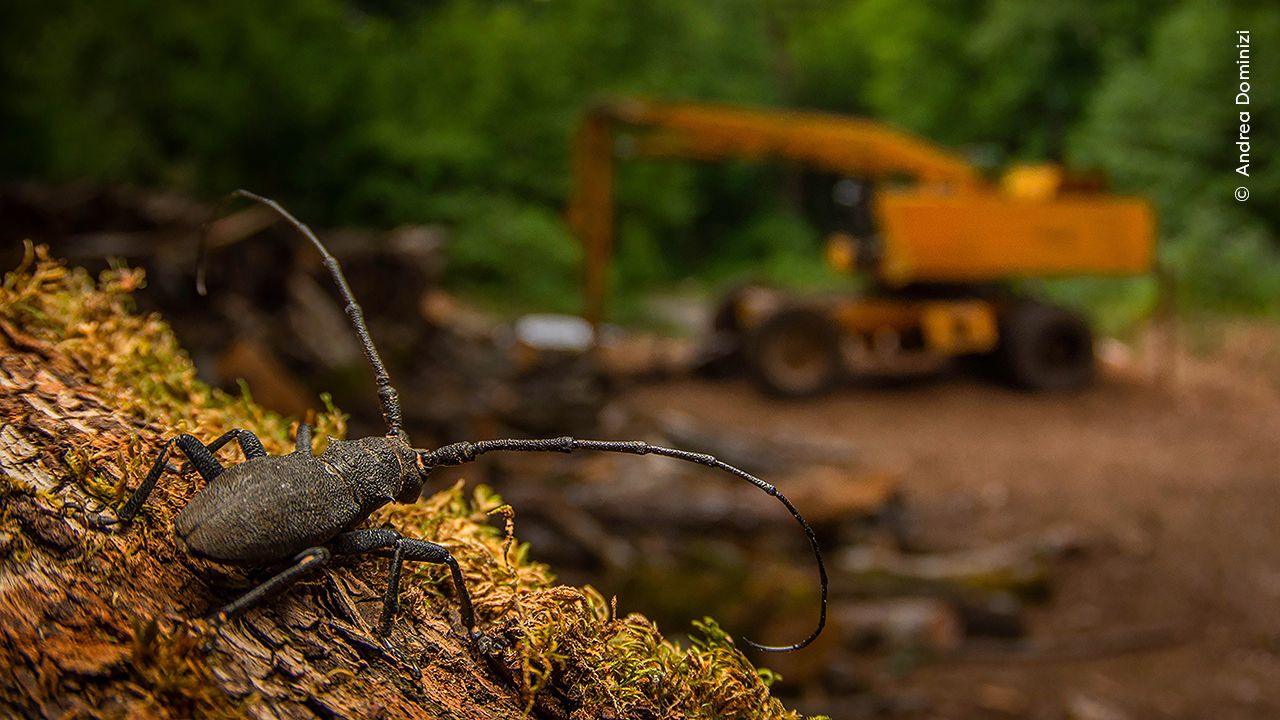 Longhorn beetle with a backdrop of machinery.