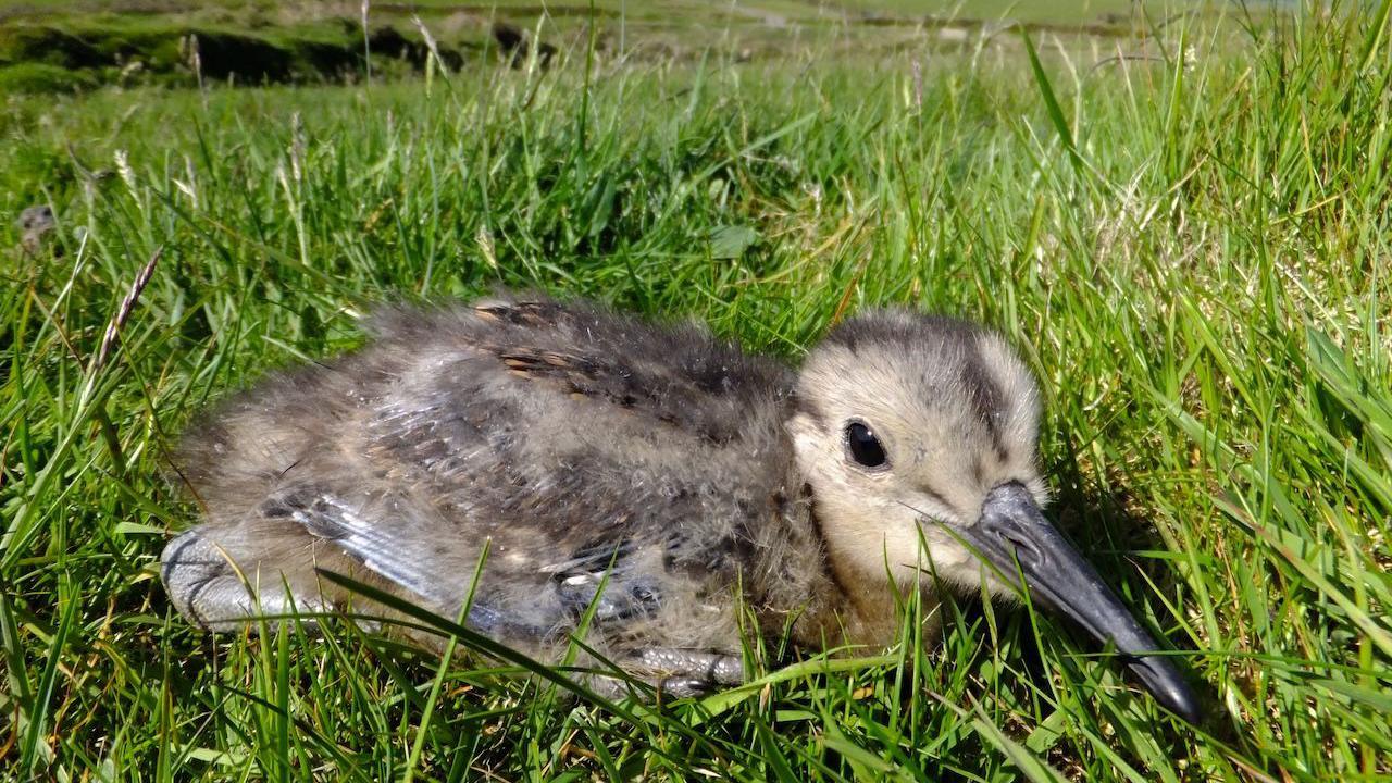 A juvenile curlew, which has brown and cream coloured downy feathers and a long slender dark beak, sitting down on a patch of grass.