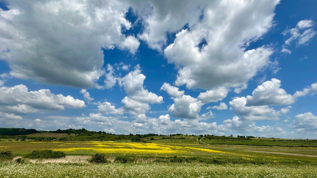 A green and yellow field under a cloudy sky with some blue peering through