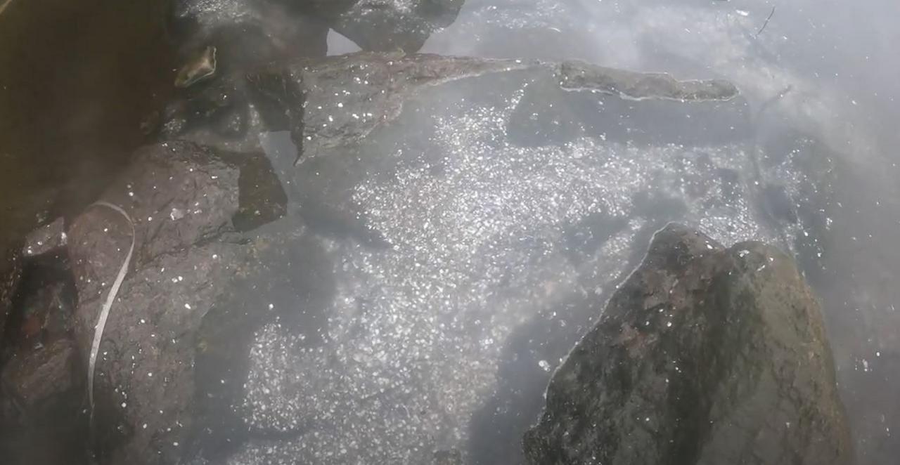 white/silver debris is seen around the drain and river, believed to be fish scales.