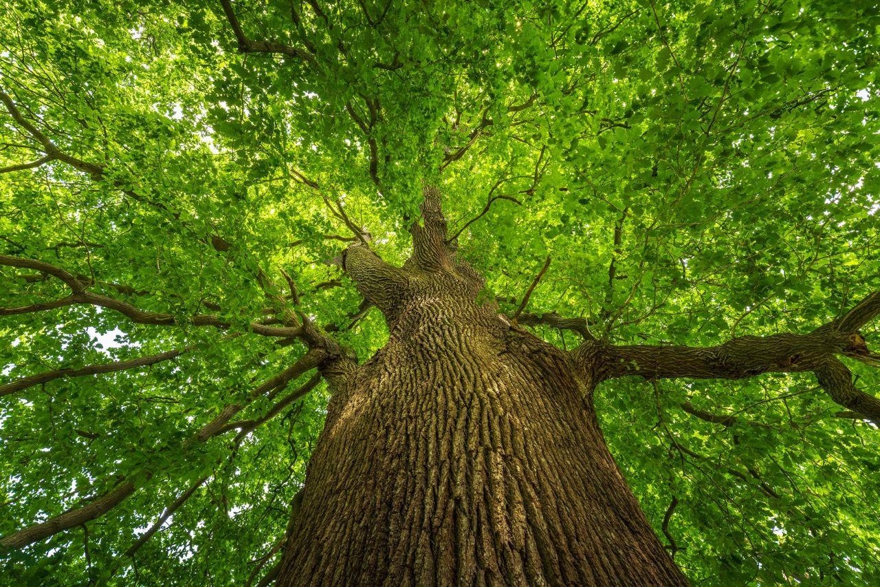 Knole Park Oak in Kent, thought to be Britain's tallest