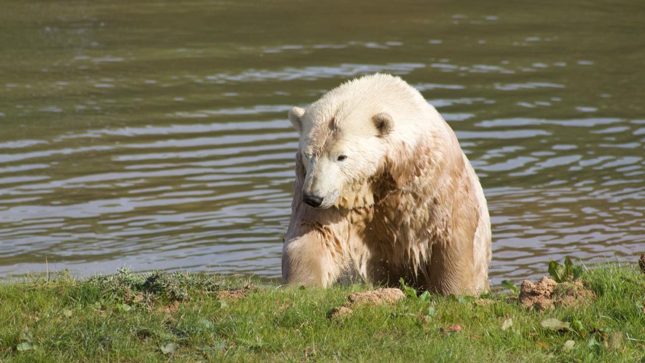 One of the Jimmy's Farm polar bears