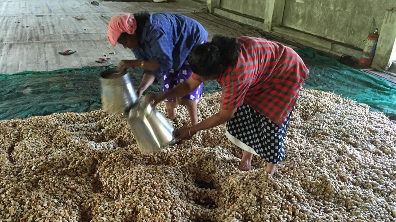 Two women pour beans out of buckets into a pile ready for fermentation, at a barn in India.