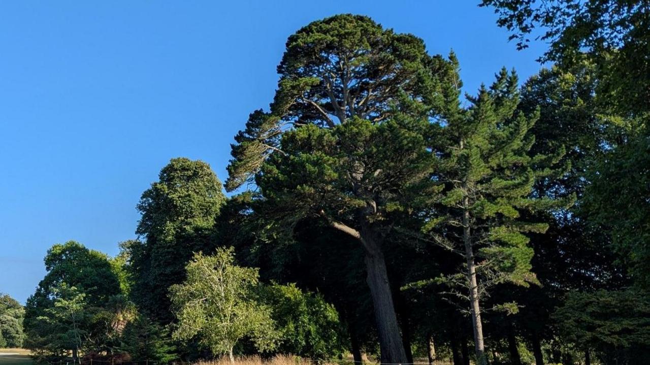 A large green tree higher than many surrounding it. It has a big solid wooden trunk with a lot of green branches and leaves at the top. It's in a rural area with clear blue skies in the background.