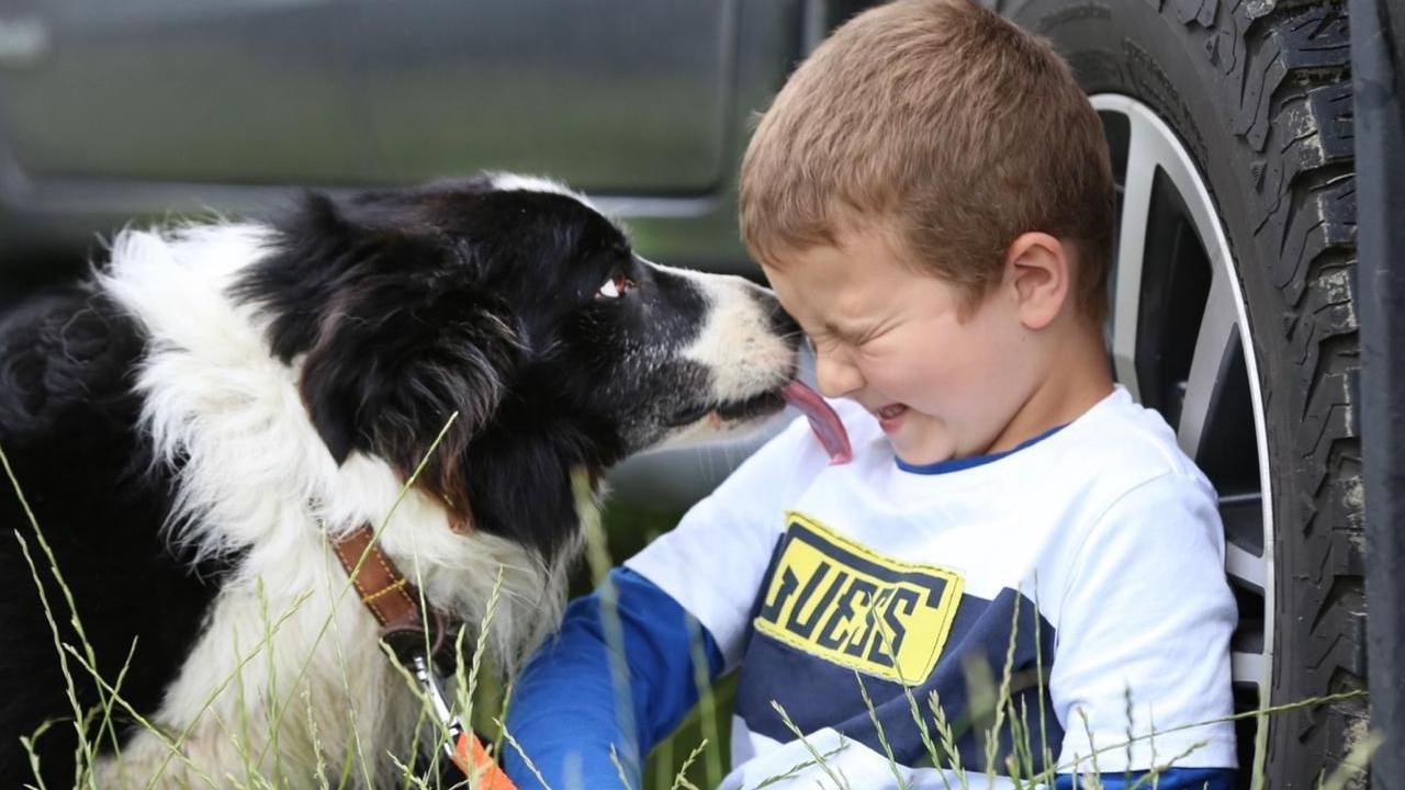 A boy with a white and blue t-shirt is sitting down against a large car tyre being licked on his face by and black and white border collie dog.