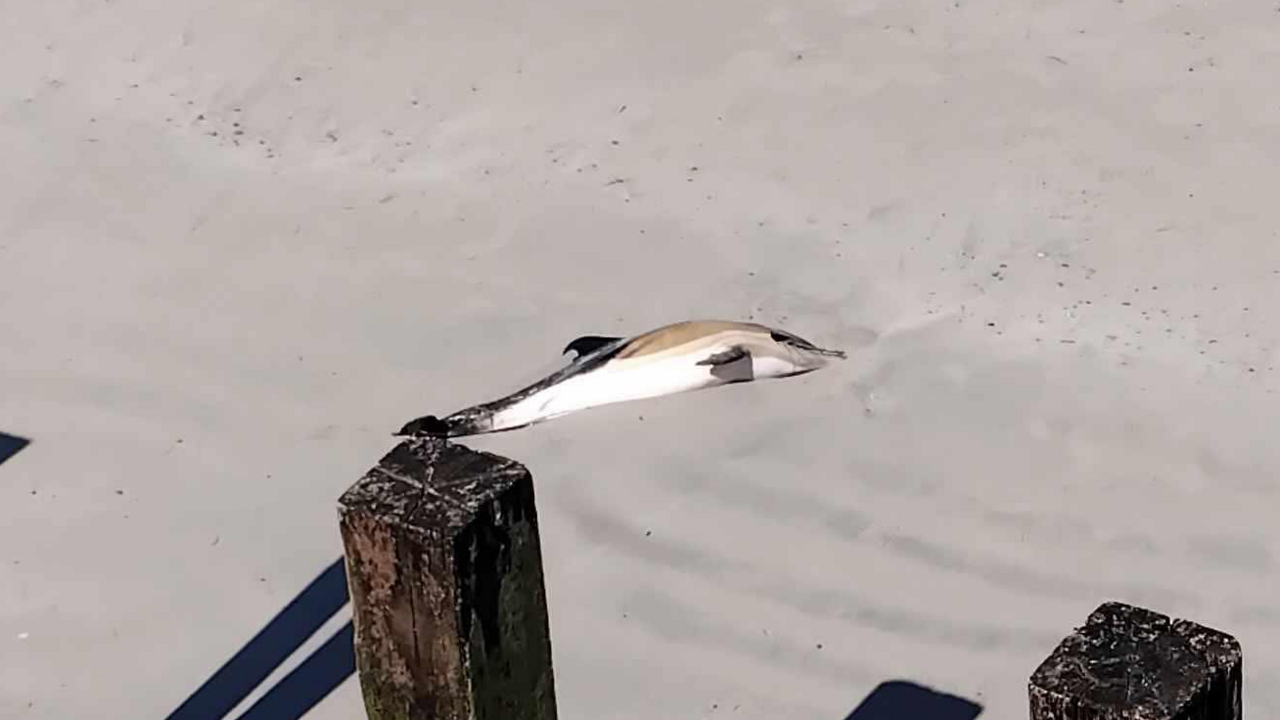 A dead dolphin on the sand at Vazon Bay beach near sea groynes.