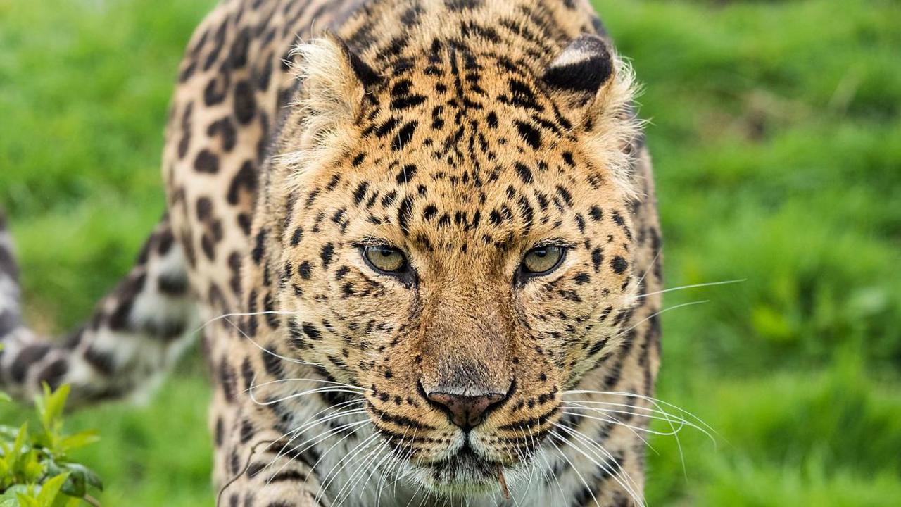 An Amur leopard, with a yellow fur and black spots, on the prowl. 