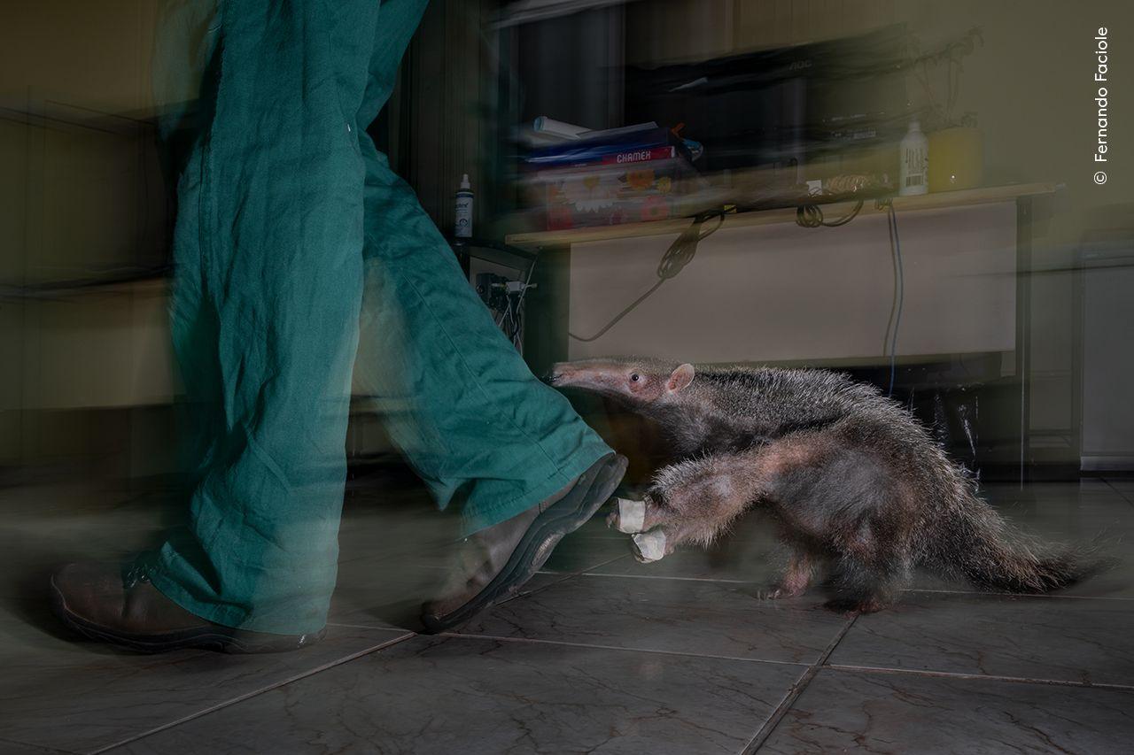 A giant anteater pup following its caregiver.