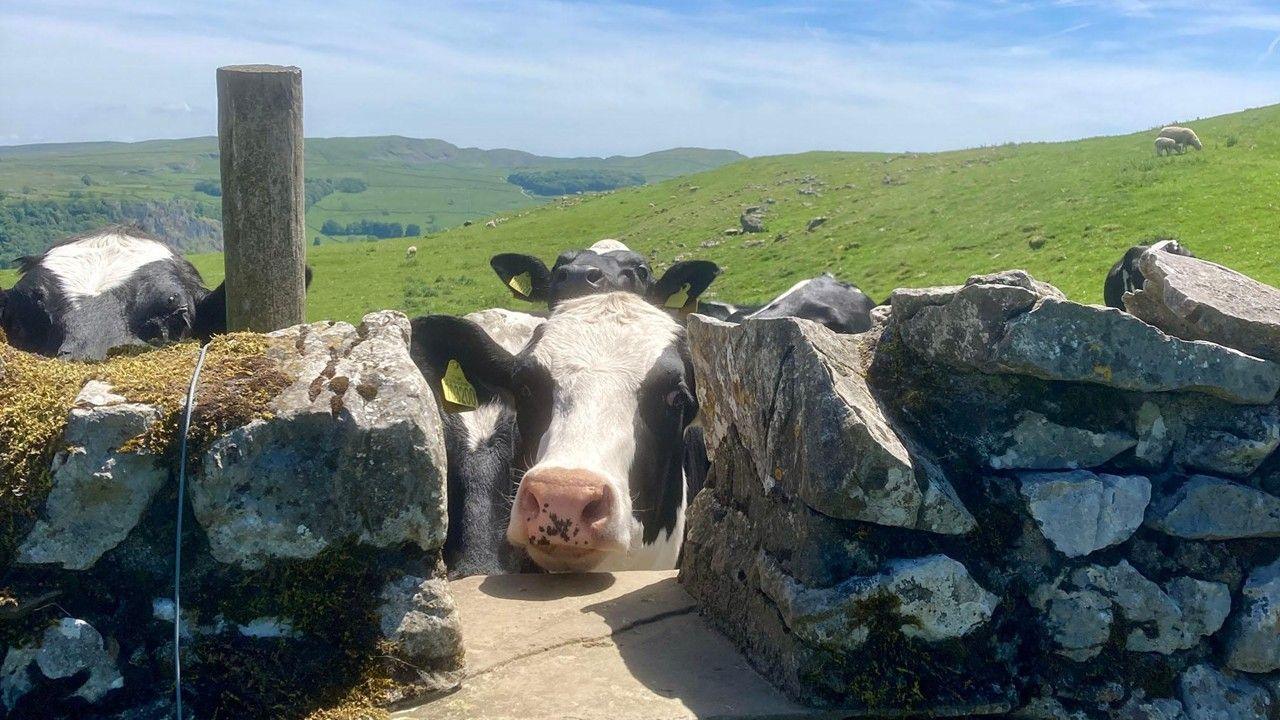 A black and white cow with a pink nose peers through a gap in a stone wall, with sunshine on the green fields behind and blue sky above