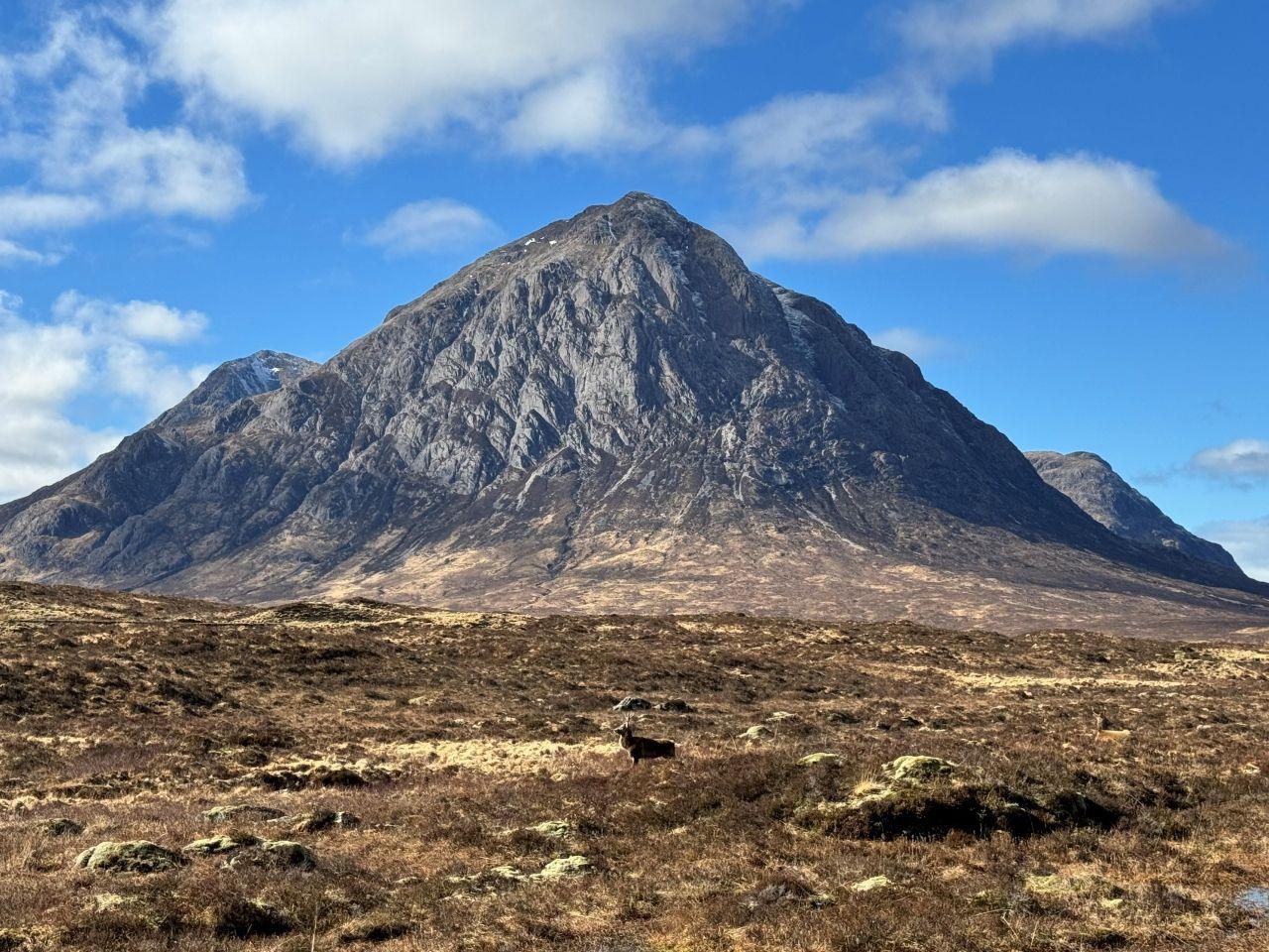 A stag in the middle ground stands in front of a mountain.