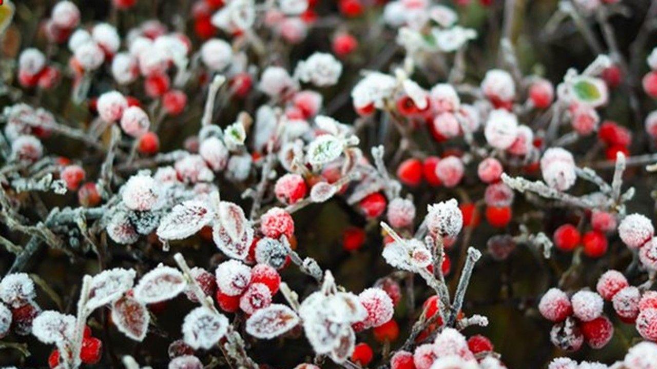 A festive-looking dusting frost over red berries