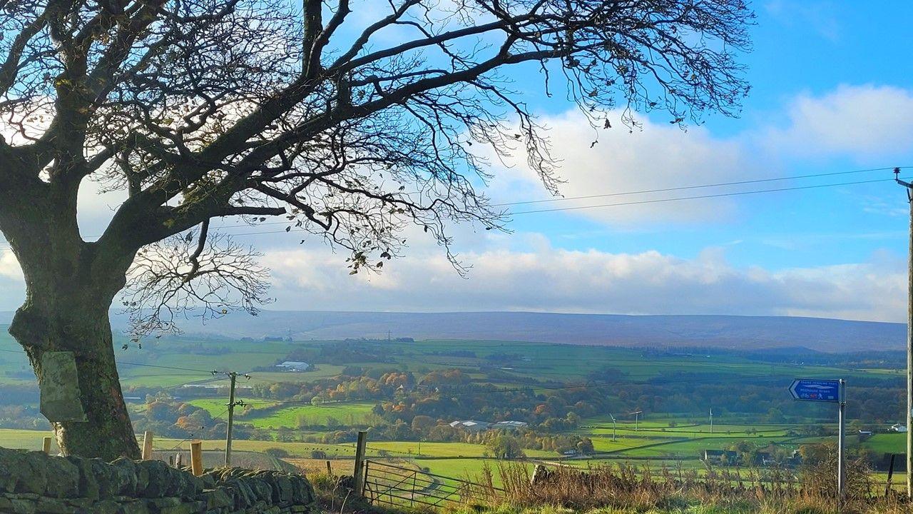 A bare-branched tree on the left with rolling fiels behind and mountains in the distance. Blue sky with layers of white cloud above