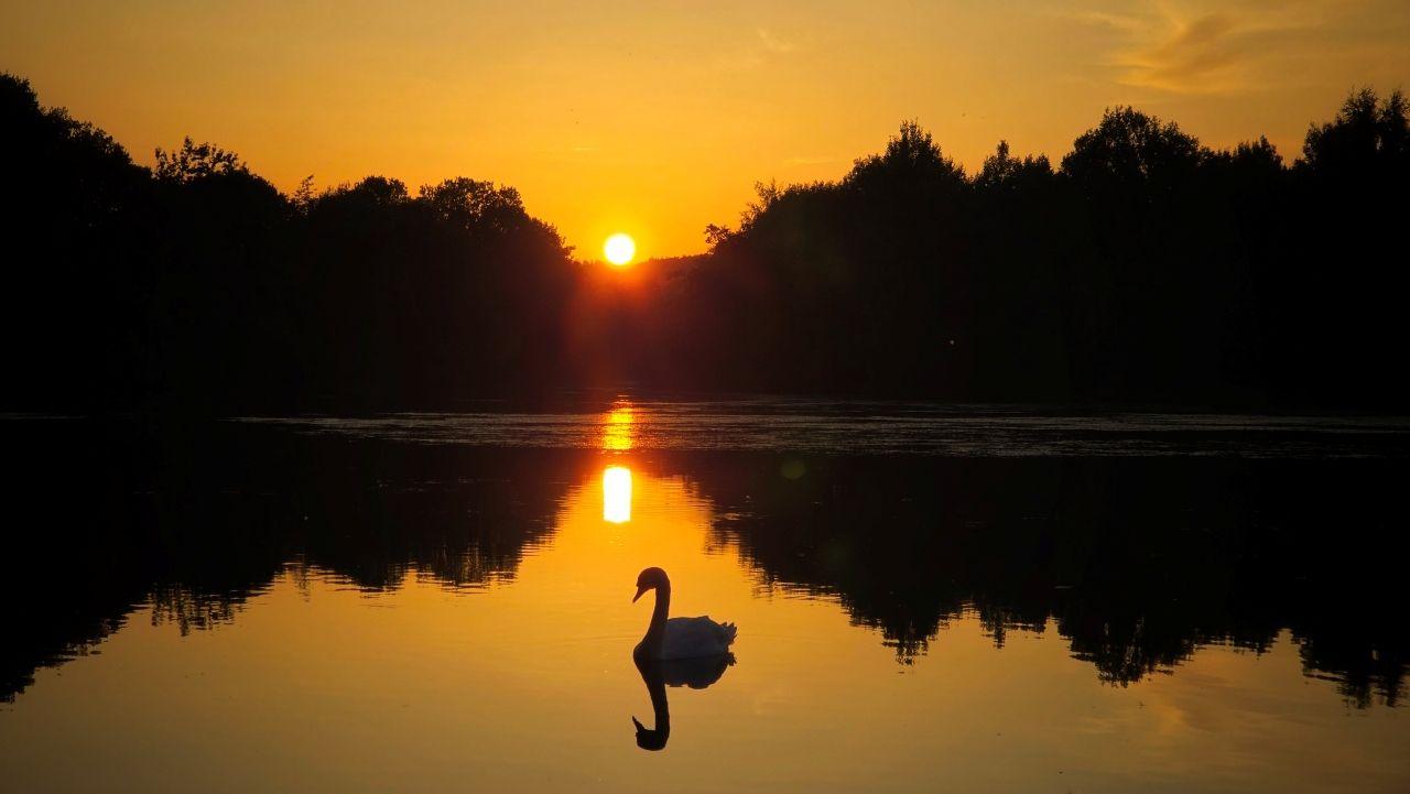 A swan silhouetted on a loch with the sun setting in the background