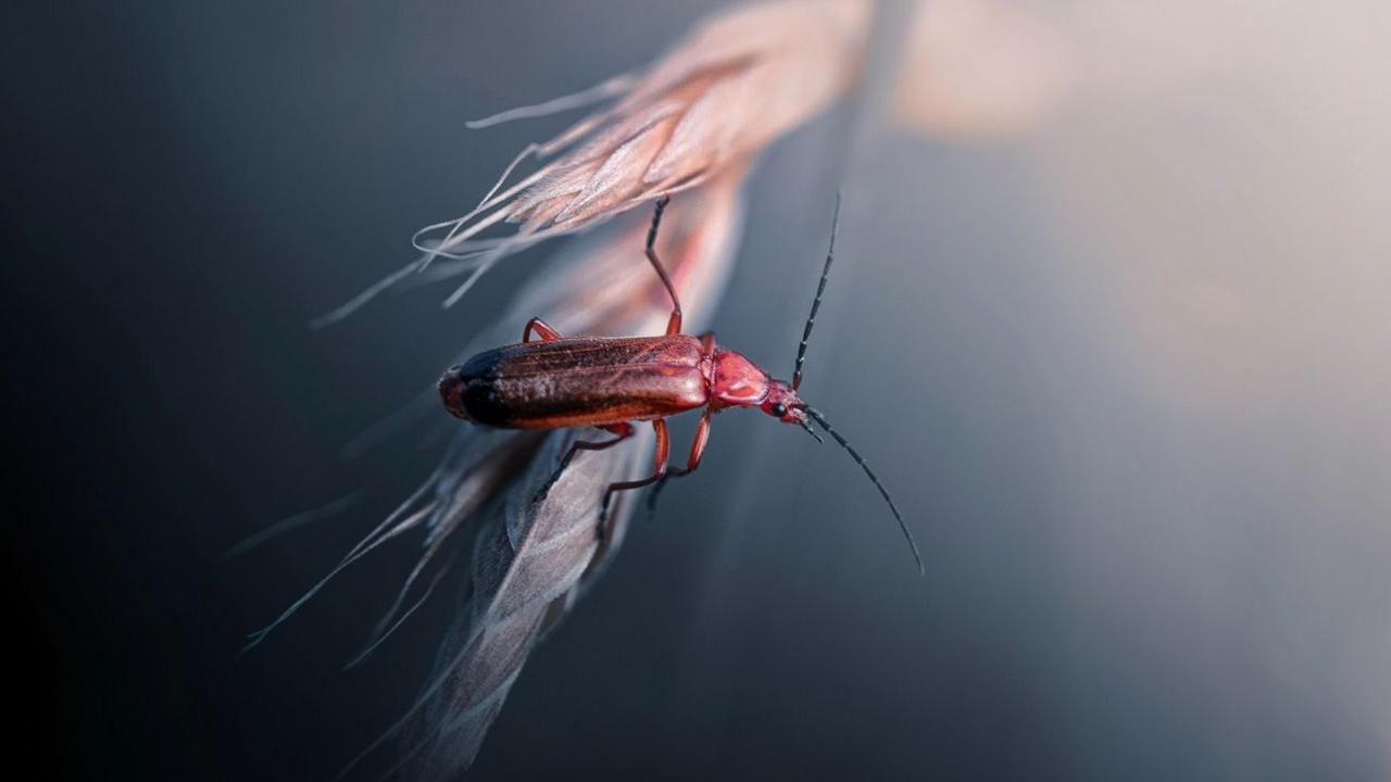 The background of the image is black in the bottom left corner, and fades into a light grey-pink in the top right corner. In the foreground in focus is a red and black beetle. The black on its back fades into the red on hits head. Its antenna gives the impression that it is looking towards the right of the frame, but can see the photographer taking the photo. The bug seems to be sat on a kernel of a wheat plant.