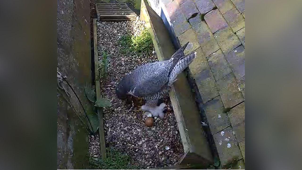 Falcons at St Albans Cathedral