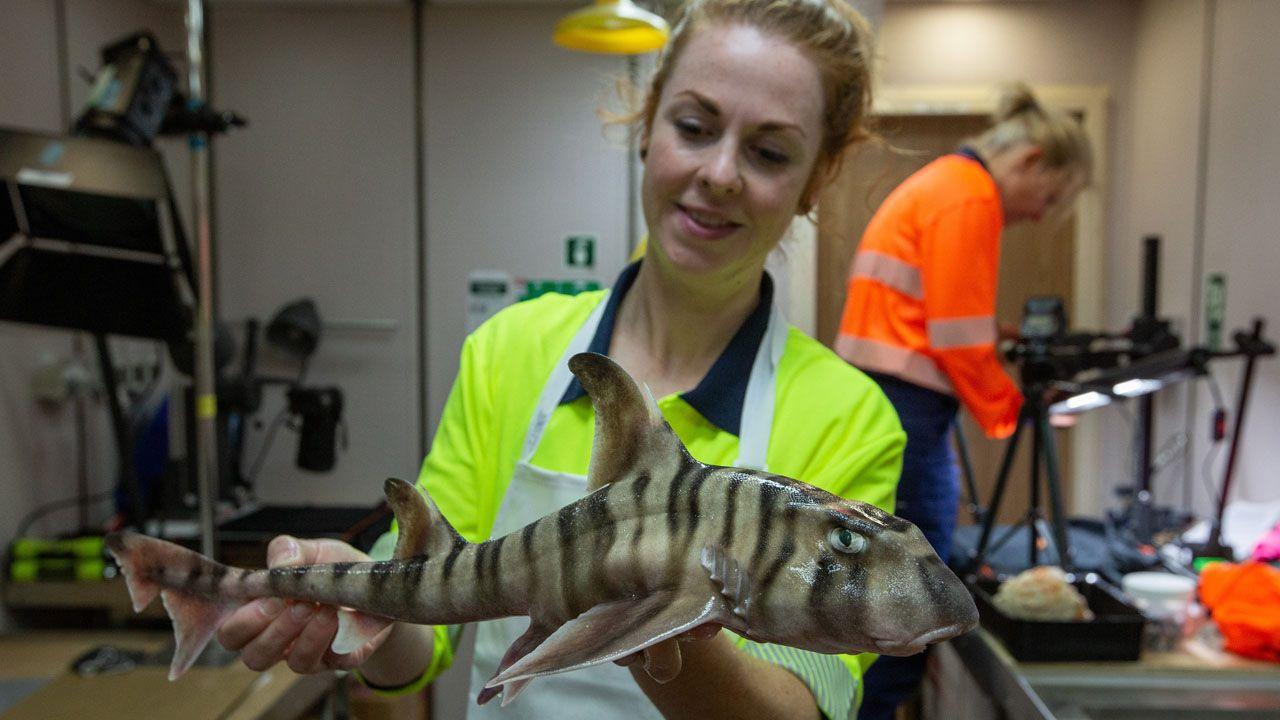 scientist holding a recently described Painted Hornshark