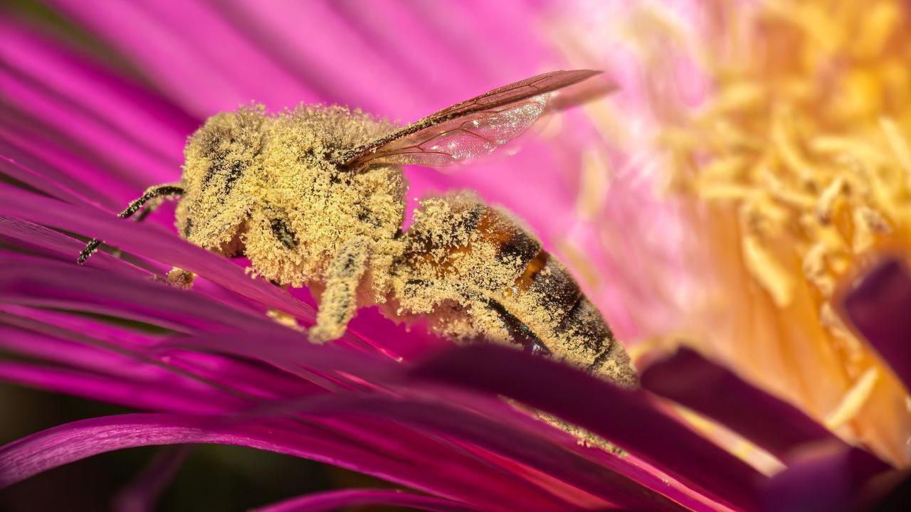 A bee covered in pollen stood on a pink flower.